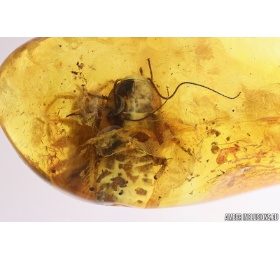 Cockroach Blattaria and Woodlice Isopoda. Fossil inclusions Baltic amber #12725