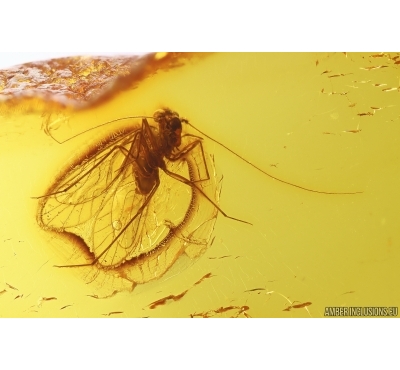 Nice Psocid Psocoptera. Fossil insect Baltic amber #12726