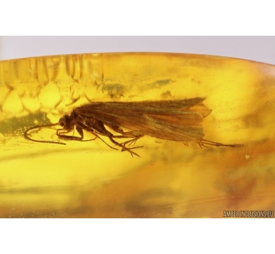 Caddisfly Trichoptera. Fossil insect in Baltic amber #12727