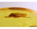 Caddisfly Trichoptera. Fossil insect in Baltic amber #12727