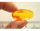 Caddisfly Trichoptera. Fossil insect in Baltic amber #12727
