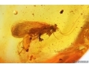 Trichoptera Caddisfly with Eggs! Fossil insect in Baltic amber #12728