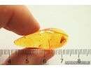 Trichoptera Caddisfly with Eggs! Fossil insect in Baltic amber #12728