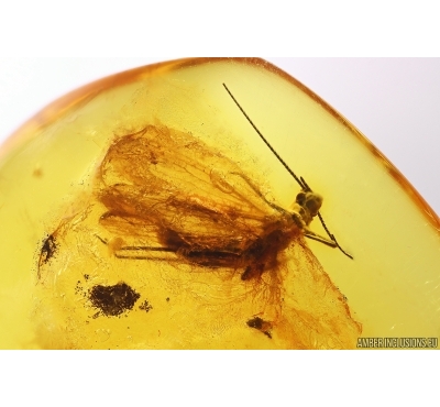 Stonefly Plecoptera. Fossil insect in Baltic amber #12731