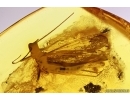 Stonefly Plecoptera. Fossil insect in Baltic amber #12731