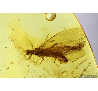 Stonefly Plecoptera. Fossil insect in Baltic amber #12732