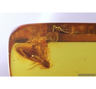 Rare Lacewing Neuroptera and More. Fossil insects in Baltic amber #12733