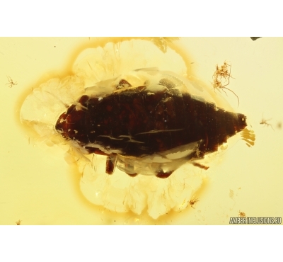 Rare Froghopper Nymph Cercopoidea Aphrophoridae. First example in Ukrainian Rovno amber #12740R