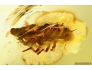 Rare Froghopper Nymph Cercopoidea Aphrophoridae. First example in Ukrainian Rovno amber #12740R