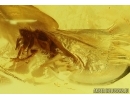 RareTwisted-Winged Stylopid, Strepsiptera. Fossil insect in Baltic amber #12745