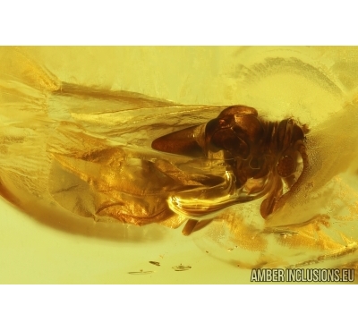 RareTwisted-Winged Stylopid, Strepsiptera. Fossil insect in Baltic amber #12745