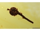 Nice Rare Fruit. Fossil inclusion in Baltic amber #12746