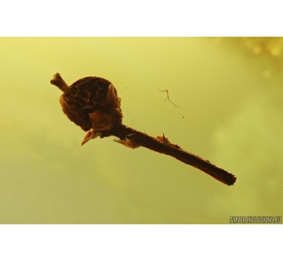 Nice Rare Fruit. Fossil inclusion in Baltic amber #12746