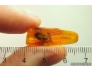 Nice Rare Pine Cone Pinaceae with Pollen! Fossil inclusion in Baltic amber #12750