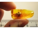 Nice Rare Pine Cone Pinaceae with Pollen! Fossil inclusion in Baltic amber #12750