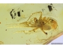 Nice Spider. Fossil inclusion Baltic amber #12766