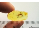 Nice Spider. Fossil inclusion Baltic amber #12766