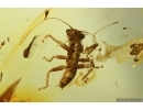 Very Nice Rare Gladiator Mantophasmatodea Raptophasmidae Fosill inclusion Baltic amber #12768