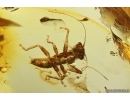 Very Nice Rare Gladiator Mantophasmatodea Raptophasmidae Fosill inclusion Baltic amber #12768