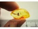 Very Nice Rare Gladiator Mantophasmatodea Raptophasmidae Fosill inclusion Baltic amber #12768