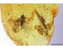 Two Nice Flowers and More. Fossil inclusions in Baltic amber #12770