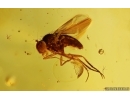 Long-legged fly Dolichopodidae with Mites Acari. Fossil Inclusions Baltic amber #12771