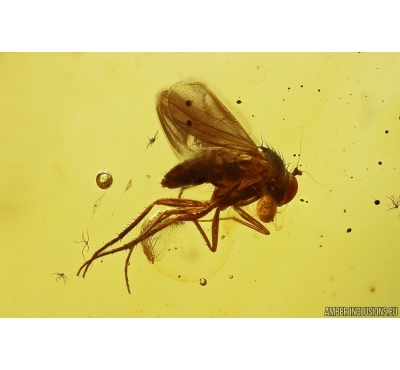Long-legged fly Dolichopodidae with Mites Acari. Fossil Inclusions Baltic amber #12771