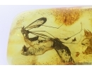 Crane fly Tipulidae and Spider Araneae. Fossil inclusion Baltic amber #12772