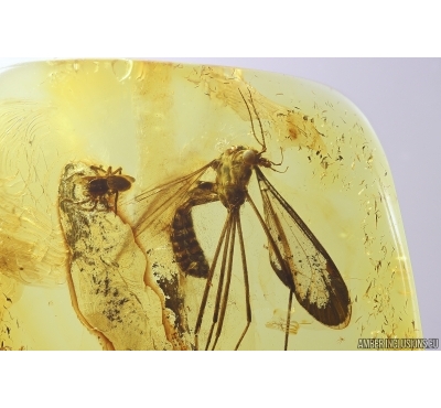 Crane fly Tipulidae and Spider Araneae. Fossil inclusion Baltic amber #12772