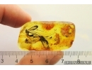 Crane fly Tipulidae and Spider Araneae. Fossil inclusion Baltic amber #12772