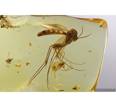Action! Spider Araneae and Fungus gnat Mycetophilidae. Fossil inclusions Baltic amber #12773