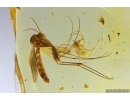 Action! Spider Araneae and Fungus gnat Mycetophilidae. Fossil inclusions Baltic amber #12773