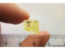 Action! Spider Araneae and Fungus gnat Mycetophilidae. Fossil inclusions Baltic amber #12773