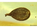 Very nice Rare Leaf. Fossil inclusion Baltic amber #12774
