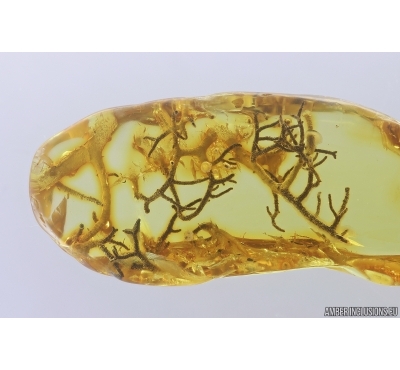 Nice Rare Lichen. Fossil inclusion in Baltic amber #12775
