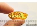 Nice Rare Lichen. Fossil inclusion in Baltic amber #12775