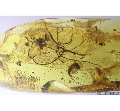 Rare Lichen and Bristletail Machilidae. Fossil inclusions Baltic amber #12776