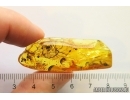 Rare Lichen and Bristletail Machilidae. Fossil inclusions Baltic amber #12776