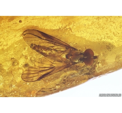 Nice Snipe Fly Rhagionidae. Fossil insect in Baltic amber #12777
