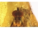 Nice Snipe Fly Rhagionidae. Fossil insect in Baltic amber #12777