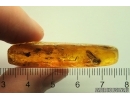 Nice Snipe Fly Rhagionidae. Fossil insect in Baltic amber #12777