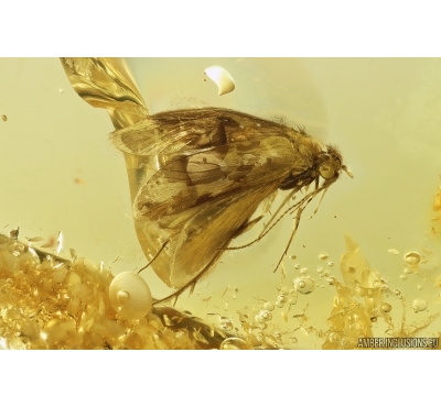 Caddisfly Trichoptera. Fossil insect in Baltic amber #12778