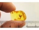 Caddisfly Trichoptera. Fossil insect in Baltic amber #12778