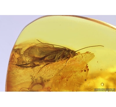 Caddisfly Trichoptera. Fossil insect in Baltic amber #12779