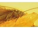 Caddisfly Trichoptera. Fossil insect in Baltic amber #12779