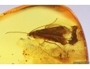 Caddisfly Trichoptera. Fossil insect in Baltic amber #12779