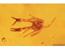 Pseudoscorpion and Two Spiders. Fossil inclusions in Big 39g Baltic amber stone with natural hole #12780