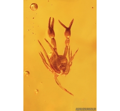 Pseudoscorpion and Two Spiders. Fossil inclusions in Big 39g Baltic amber stone with natural hole #12780