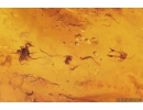 Pseudoscorpion and Two Spiders. Fossil inclusions in Big 39g Baltic amber stone with natural hole #12780