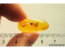 Fungus gnat Keroplatidae, Plant and Beetle Larva. Fossil inclusion Baltic amber12787